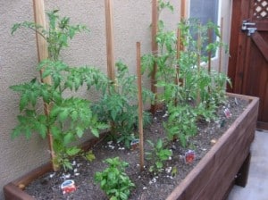 Fresh veggies await in the yard.