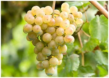Napa Valley trend watch: The Albariño grape, fad or here to stay ...