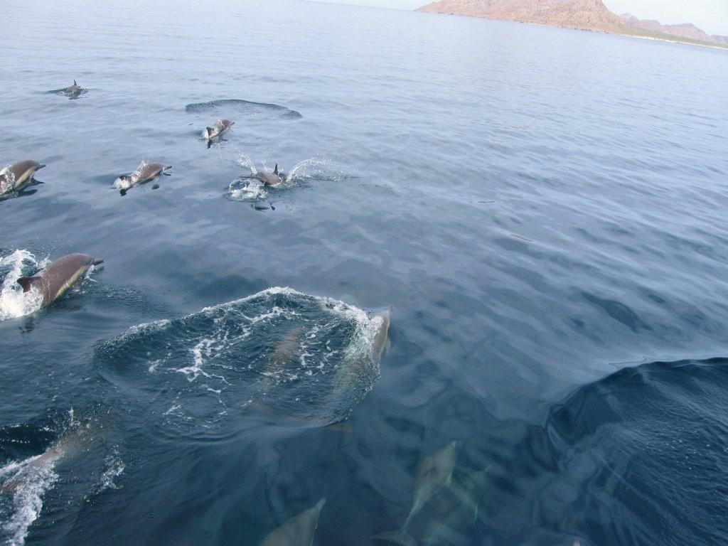 dolphins-race-to-isla-carmen