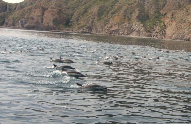 synchronized-swimming