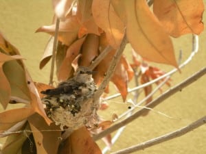 Baby Hummingbirds Arrive in Loreto Bay