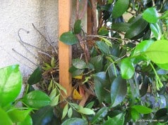 I spy with my little eye…a spring bird’s nest
