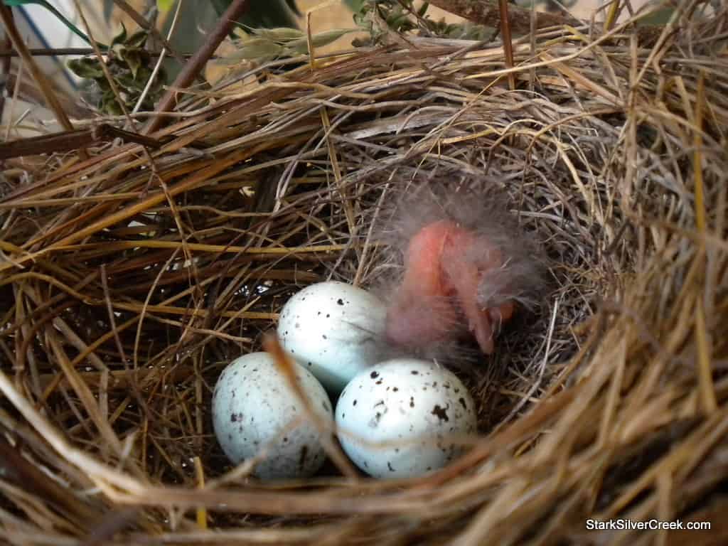 baby-bird-in-nest-1