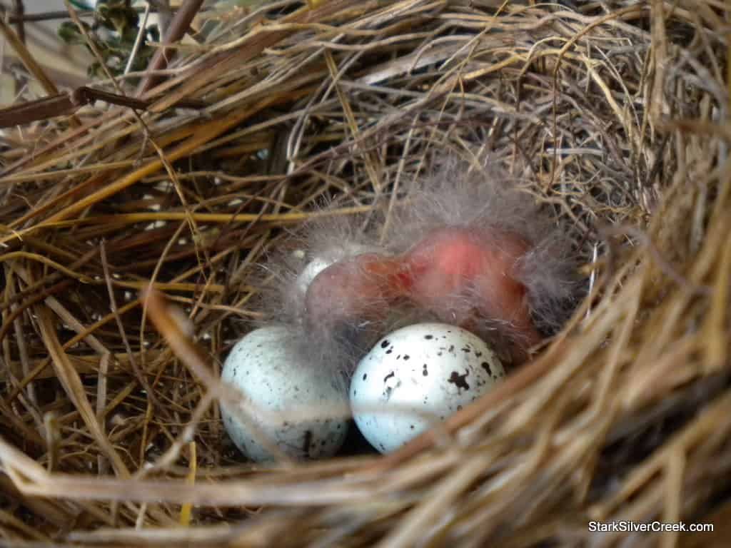 baby-bird-in-nest-2