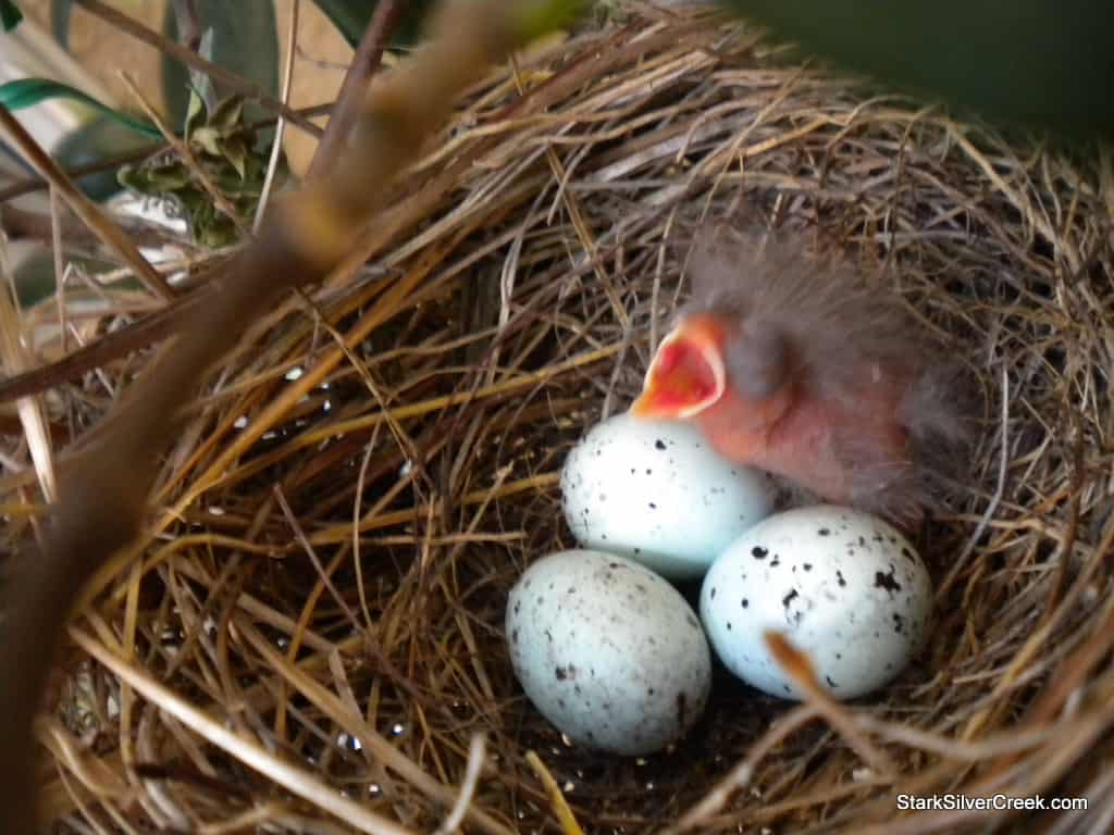 baby-bird-in-nest-3