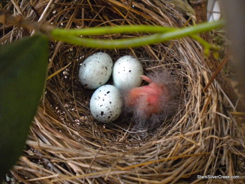 baby-bird-in-nest