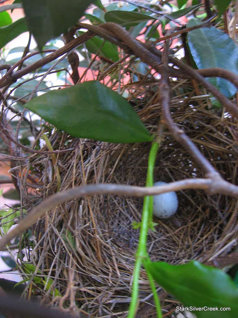 bird-nest-eggs-2