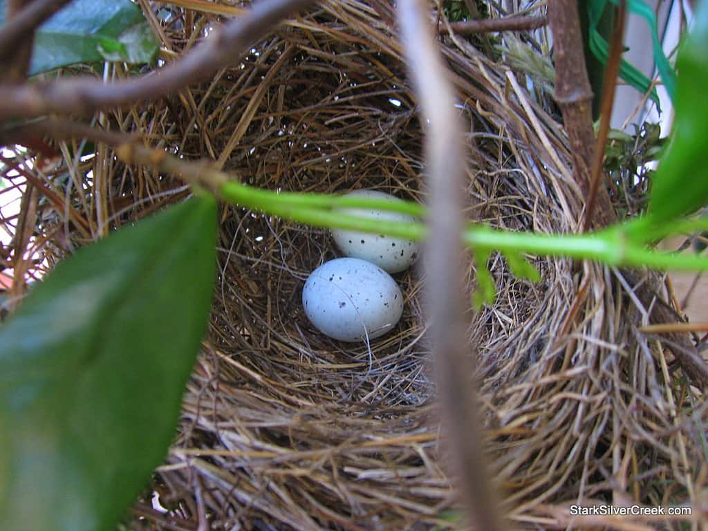 Nest 2024 egg camera