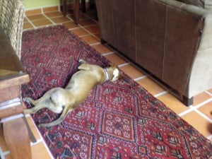 Pup Sleeping In The Dining Room