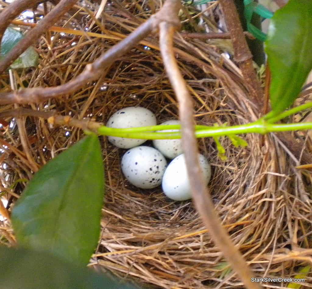 four-bird-eggs-in-nest-1