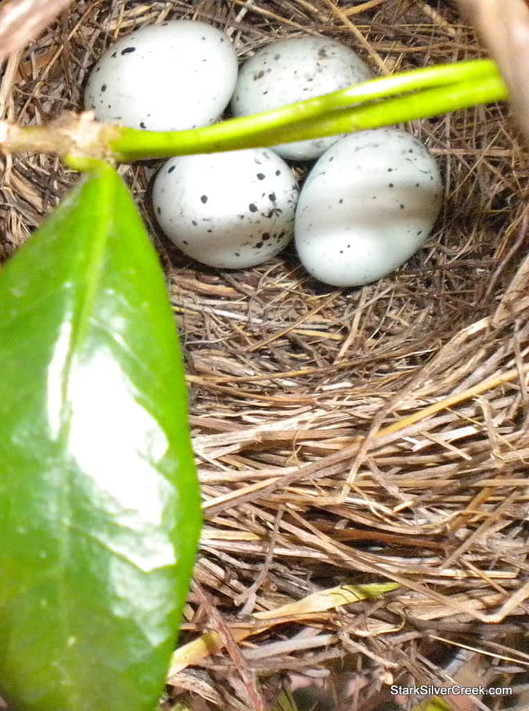 four-bird-eggs-in-nest