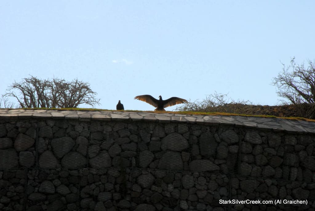 loreto-al-graichen-vultures-hummingbirds-baja-wildlife