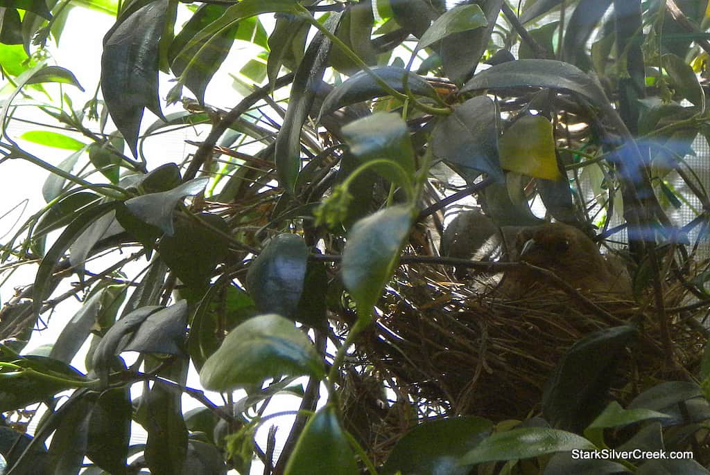 mystery-bird-in-nest