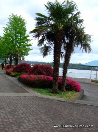 Palm trees along the Fraser was a surprise