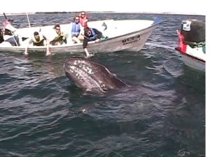 Mother Gray Whale Greets Visitors