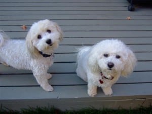 Friends of the family: Baxter, Havanese, on left. Sophie, Bichon frise on right.