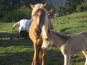 Colt in training