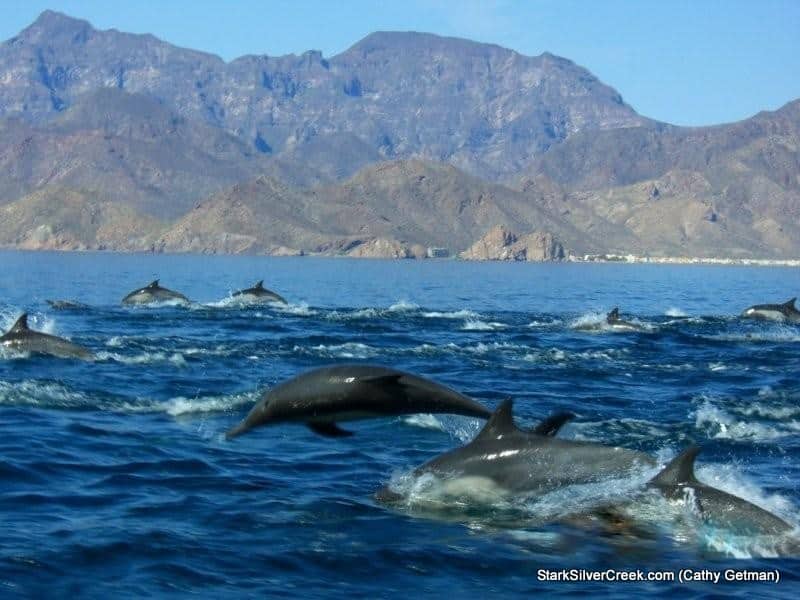 dolphins & Mtn