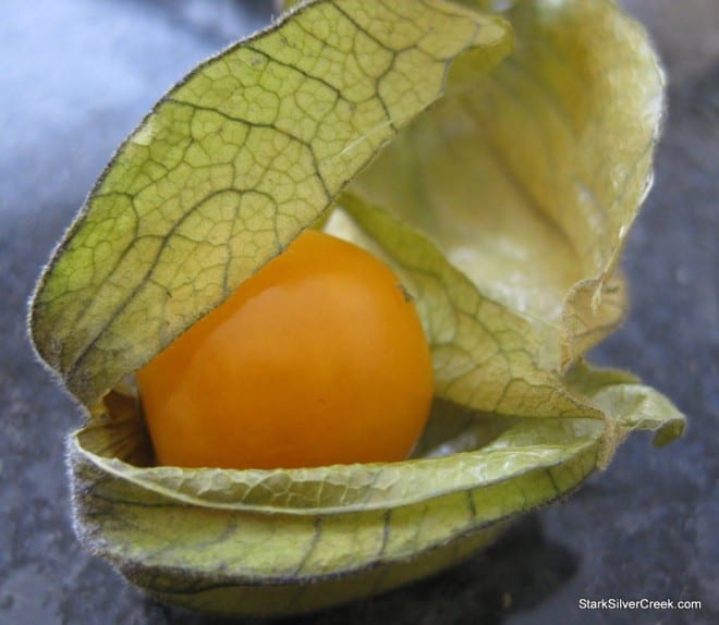 Physalis ground cherry fruit close-up showing orange lantern-like husk