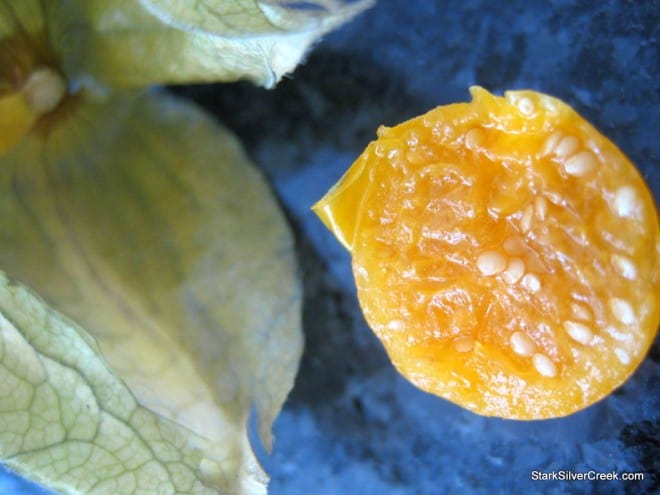 Collection of physalis ground cherries showing natural husk texture