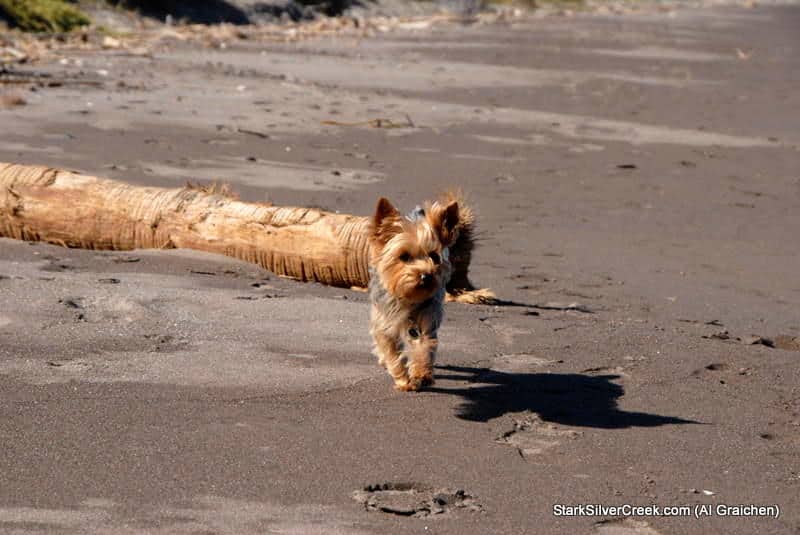 Terrier dog on the Loreto Baja beach