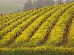 Seventeenth Annual Napa Valley Mustard Festival A Sensational Season of Food, Wine and Art Events