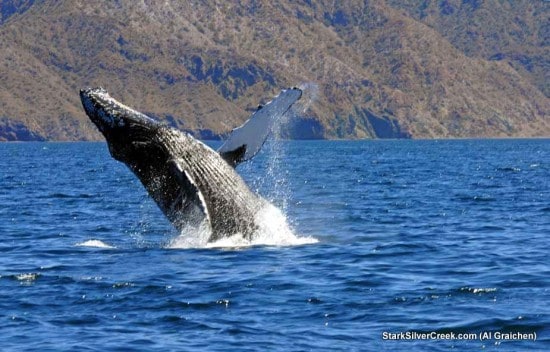 Whale happiness in the Sea of Cortez