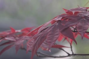Japanese Maple, Canon 100mm