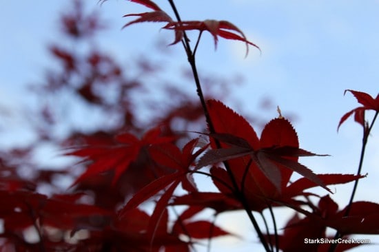 Japanese Maple, Spring in San Jose