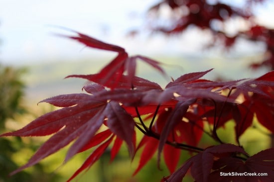 Japanese Maple