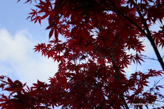 Japanese Maple in San Jose: Summer is Coming!