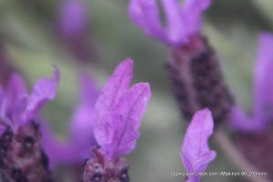 Lavender shot with Makinon lens using Canon T2i