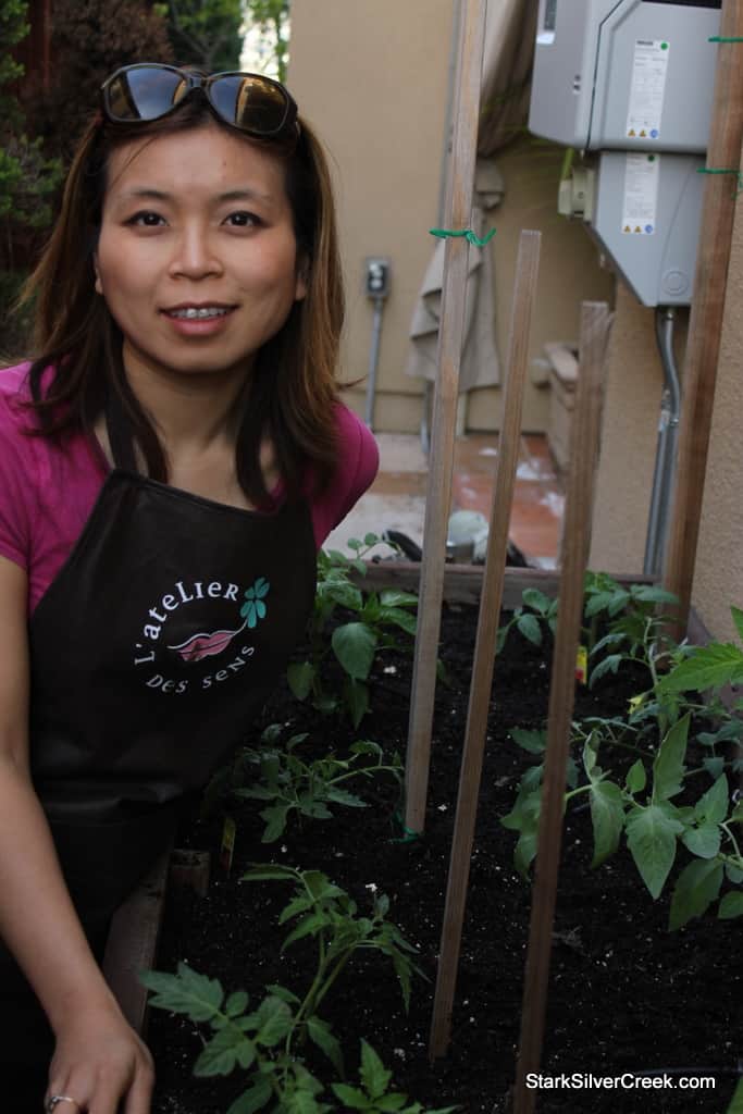 Vegetable Planter Tomato Growing