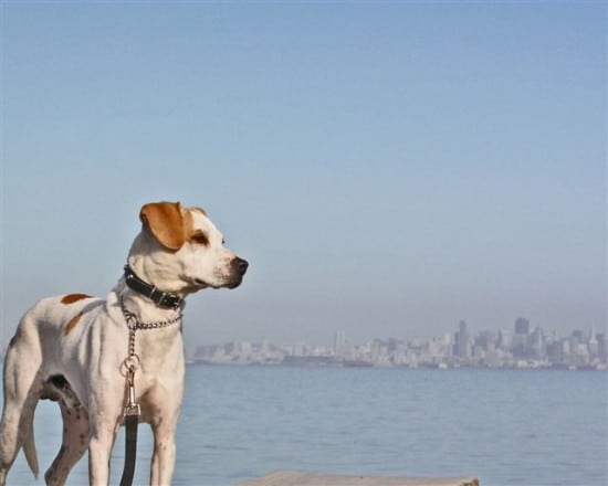 Senor Cortez can hardly wait to investigate San Francisco.  Maybe he will take the ferry.