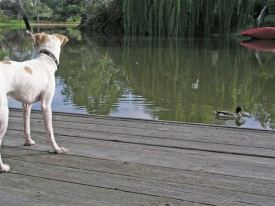 Senor Cortez meets the duck, and geese too