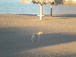 Cortez on the beach