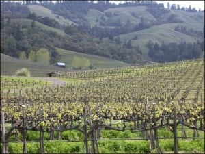 13th Annual Anderson Valley Pinot Noir Festival