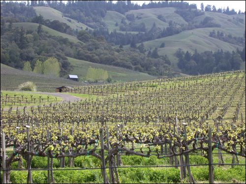 13th Annual Anderson Valley Pinot Noir Festival, May 14-16 ...