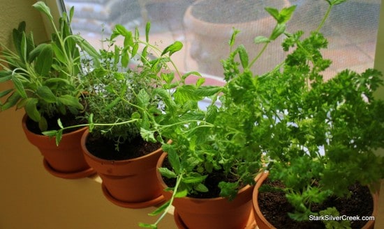 Testing out the window sill area for the herbs. Figuring out the best design for the window sill garden construction.