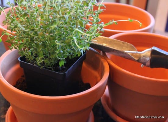Herb Window Sill Garden Pots soil