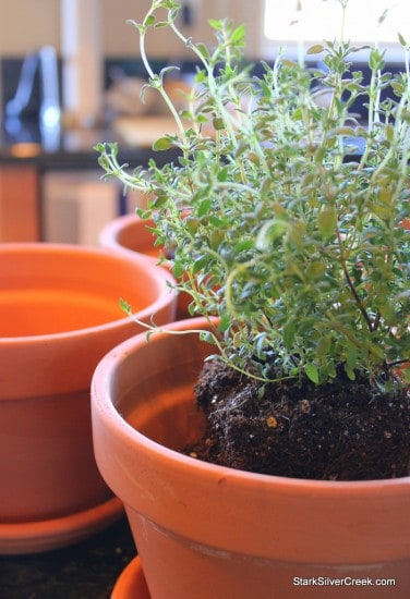 Herb Window Sill Garden Pots soil thyme