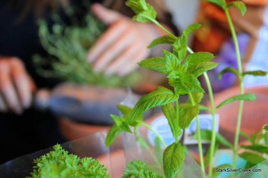 Herb Window Sill Garden Pots soil thyme potting