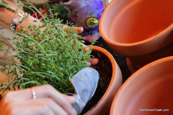 Herb Window Sill Garden Pots soil thyme potting plant trowel