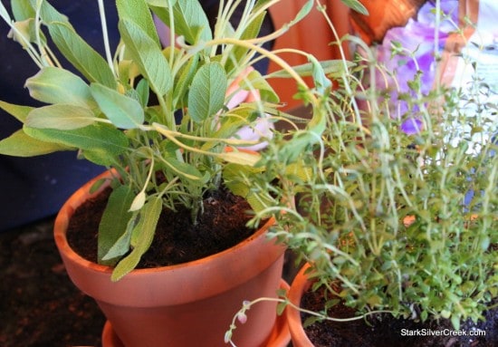 Herb Window Sill Garden