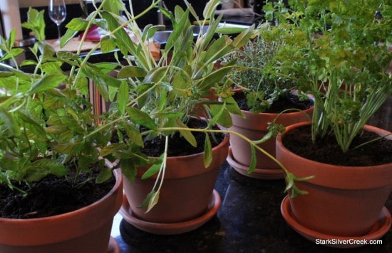 Four of the herbs which are for the window sill garden are planted.