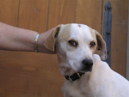 Cortez lets Marsha pet him