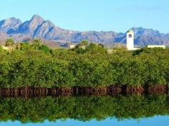 Mangroves Loreto