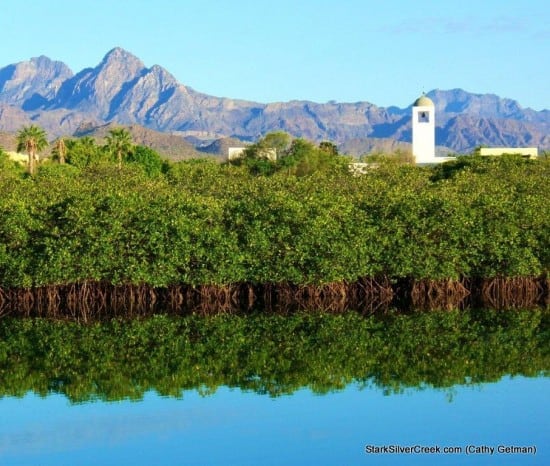 Mangroves Loreto