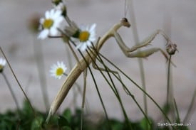 Mantis, San Jose - Mantodea or mantises is an order of insects