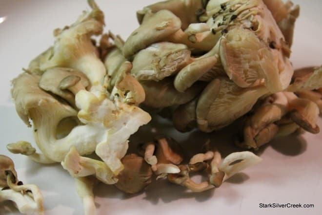 Oyster-Mushroom-Beet-Summer-Squash-Salad